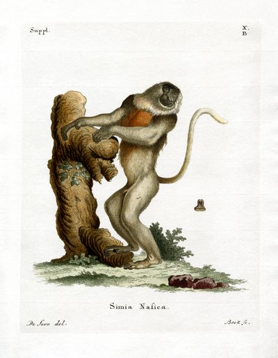Nasenschlitzaffe (farbige Gravur) von German School