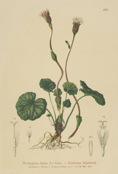 Alpen-Huflattich (Homogyne alpina) von German School