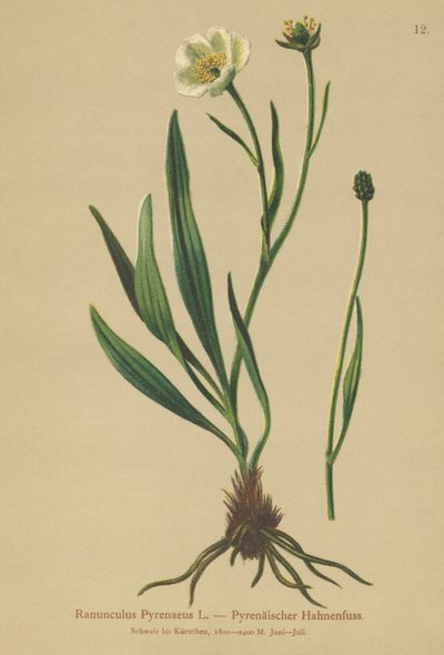 Pyrenäen-Hahnenfuß (Ranunculus Pyrenaeus) von German School