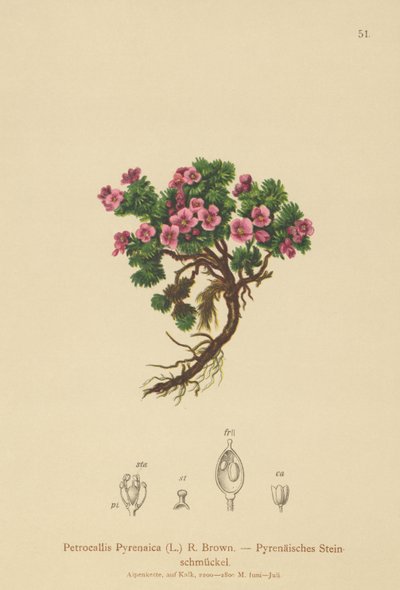 Pyrenäen-Petrocallis von German School