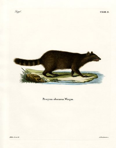 Waschbär von German School
