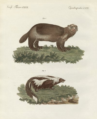 Seltene vierfüßige Tiere von German School