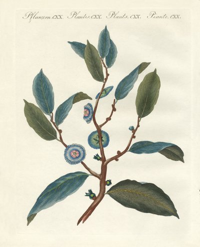 Seltene Zierpflanzen von German School