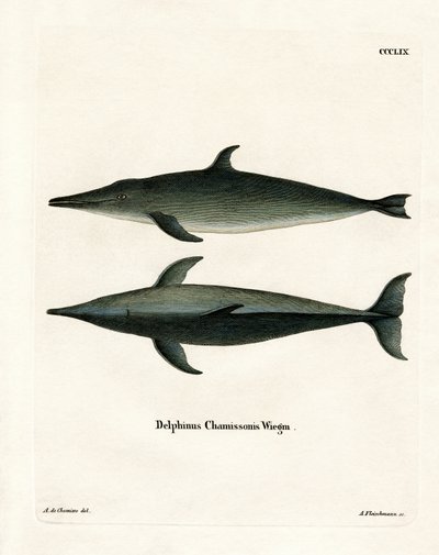 Rauhzahndelfin von German School