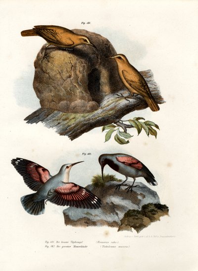 Roter Ofenbauer, 1864 von German School