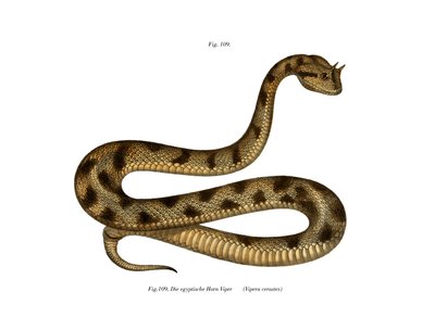 Sahara-Sandviper von German School