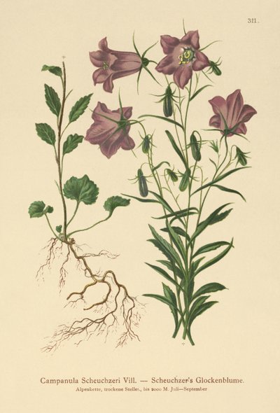 Scheuchzers Glockenblume von German School