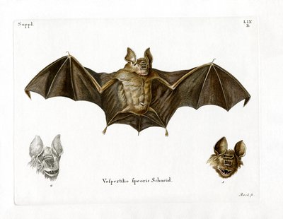 Schneiders Blattnasenfledermaus von German School
