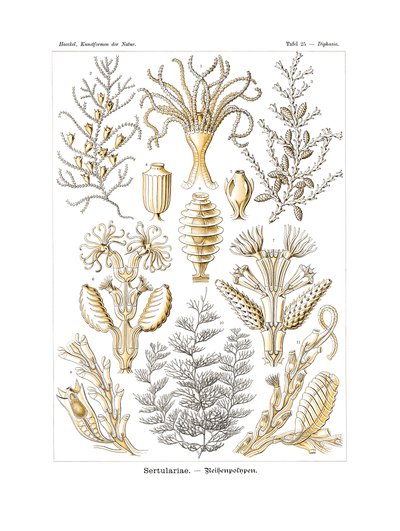 Sertulariae von German School
