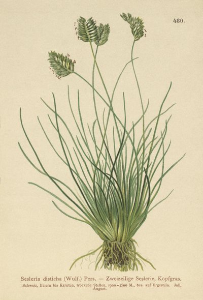 Seslerie (Sesleria disticha, Oreochloa disticha) von German School