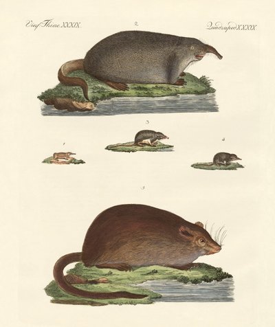 Spitzmäuse und Moschusmäuse von German School