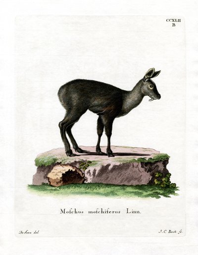 Sibirischer Moschustier von German School
