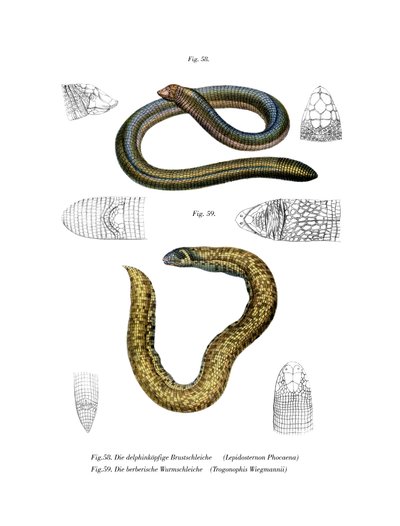 Kleinwurmleguan (Farblithografie) von German School