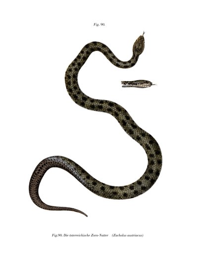 Glattnatter (Farblithografie) von German School