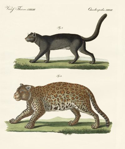 Südamerikanische Tiere von German School