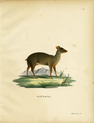 Südlicher Pudu von German School