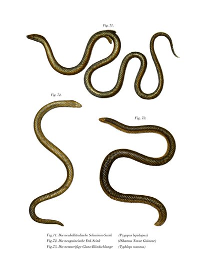 Südlicher Schuppenfuß (Farblithografie) von German School
