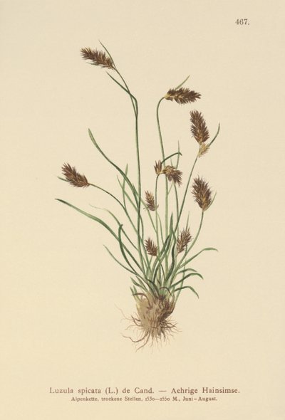 Ährige Hainsimse (Luzula spicata) von German School