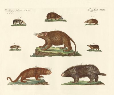 Stachelige Tiere von German School
