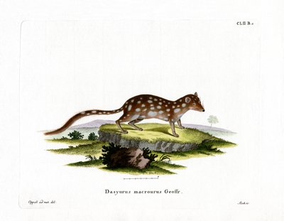 Gefleckter Quoll von German School