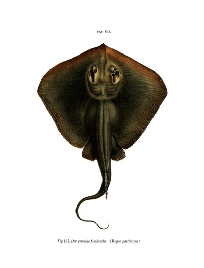Stachelrochen von German School