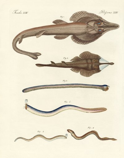 Seltsame Knorpelfische (Farbstich) von German School