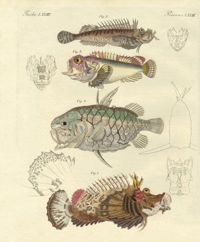 Seltsame Fische von German School