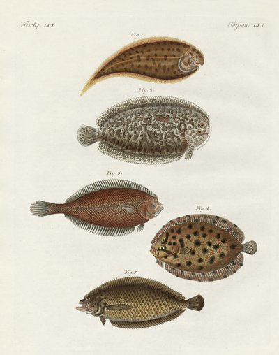 Seltsame Fische von German School