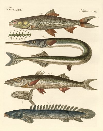 Seltsame Fische von German School