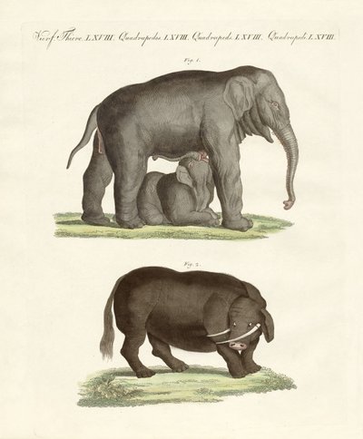 Seltsame vierfüßige Tiere von German School