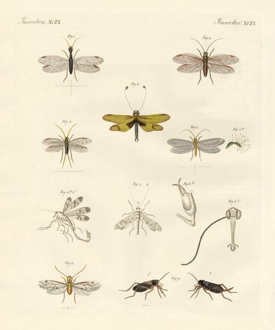 Seltsame Insekten von German School