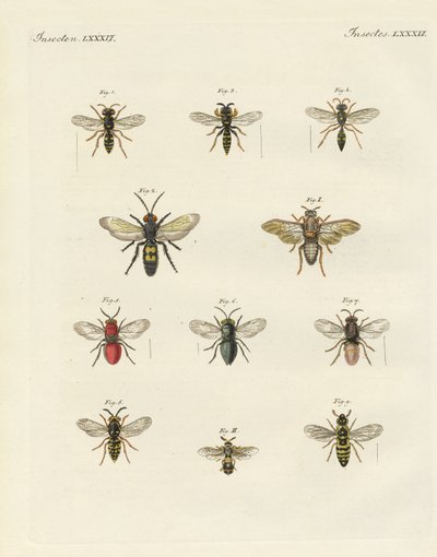 Seltsame Insekten von German School