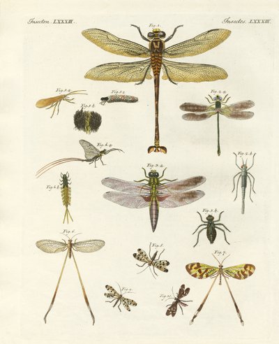 Seltsame Insekten von German School