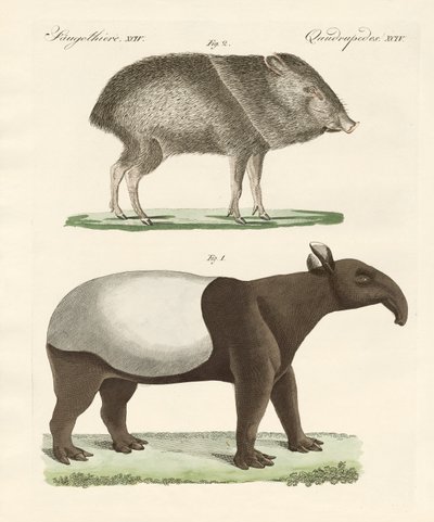 Seltsame Säugetiere von German School