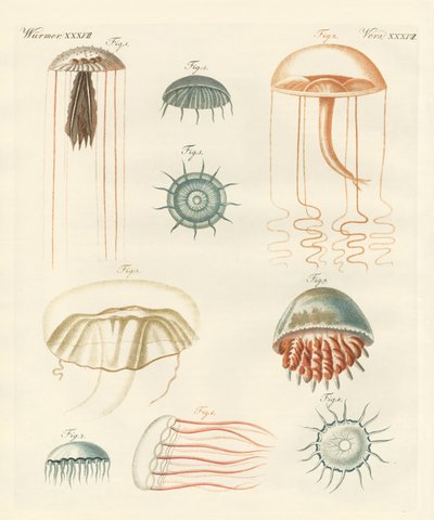 Seltsame Medusen von German School