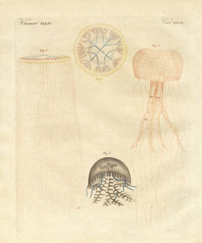 Seltsame Medusen von German School