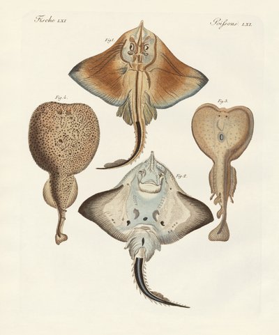 Seltsame Rochen von German School