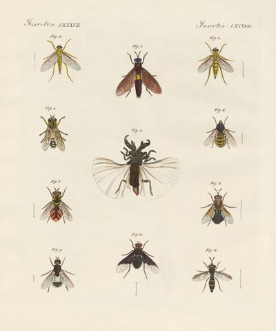 Seltsame zweiflügelige Insekten von German School