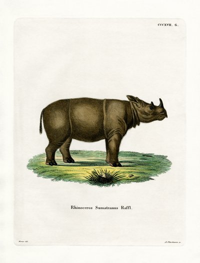 Sumatra-Nashorn von German School