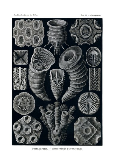 Tetracoralla von German School
