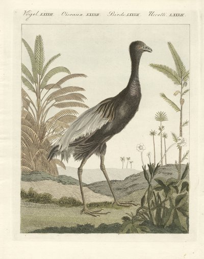 Der Goldbrust-Trompetenvogel (farbige Gravur) von German School