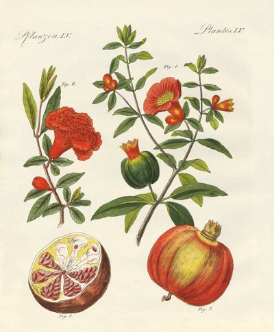 Der Granatapfel von German School