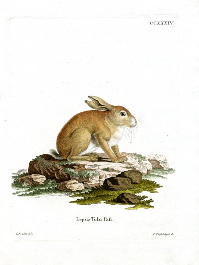 Tolai-Hase von German School