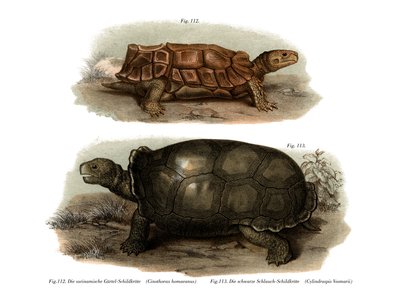 Schildkröte von German School