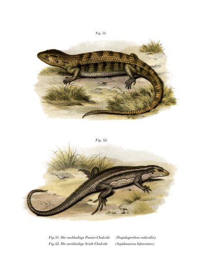 Tropidogerrhon rudicollis von German School
