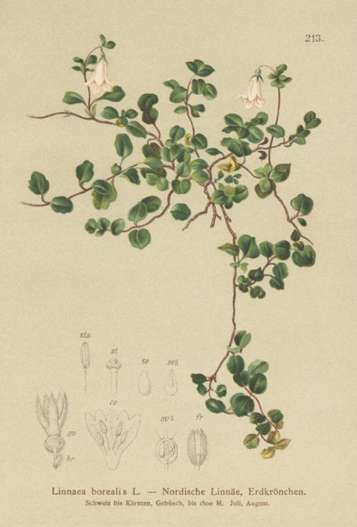 Moosglöckchen (Linnaea borealis) von German School