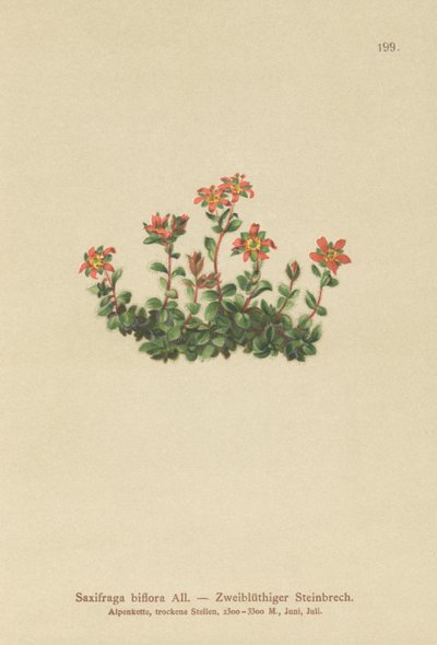 Zweiblütiger Steinbrech (Saxifraga biflora) von German School