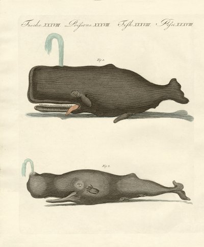 Zwei seltsame Arten von Walen von German School