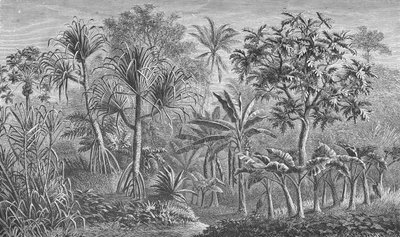 Vegetation in Indien von German School