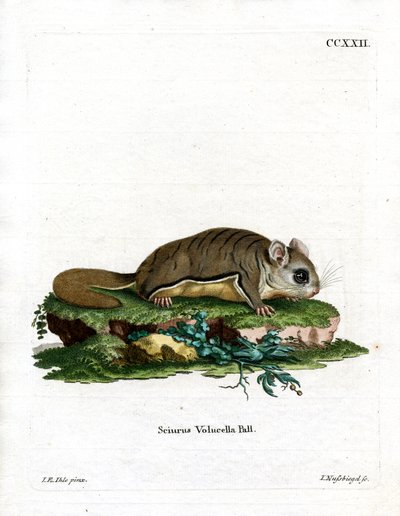 Virginisches Flughörnchen von German School
